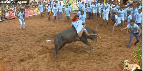 களை கட்டிய அலங்காநல்லூர் ஜல்லிக்கட்டு - சீறிப்பாயும் காளைகள்