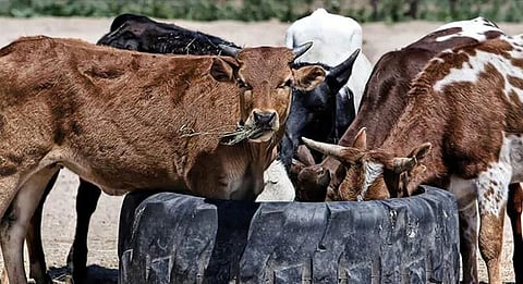 விபத்தில் உயிரிழக்கும் பசுக்களுக்கு தனி சுடுகாடு