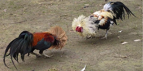 கொடிகட்டி பறக்கும் ஆந்திர சேவல் சண்டை: சூதாட்டத்தில் 1200 கோடி புழக்கம்