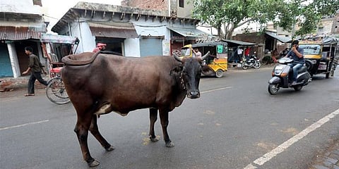 கால்நடைகளை சாலைகளில் திரிய விட்டால் இனி ரூ.5000 அபராதம் !