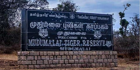 முதுமலையில் புலிகள் கணக்கெடுப்பு தொடக்கம்