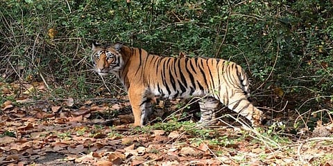 பெண் புலியை கொன்று தின்ற ஆண் புலி - அச்சமூட்டும் விநோத சம்பவம்..!