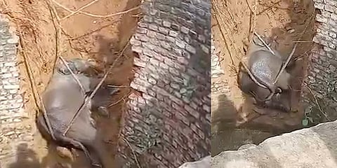 கிணற்றில் விழுந்த குட்டியானையை போராடி மீட்ட வனத்துறை