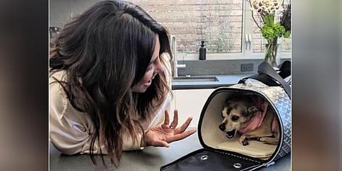 பிரியங்காவின் செல்லத்துக்கு ரூ.1 லட்சத்தில் டிராவல் வீடு!