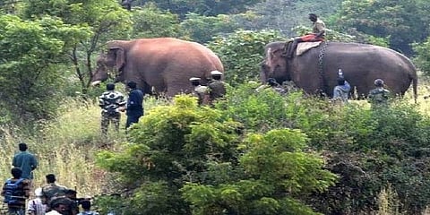 கோவை காட்டு யானை சின்னத்தம்பி பிடிபட்டது !