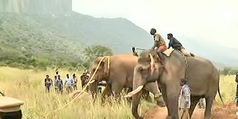 பெரும் போராட்டத்திற்கு பிறகு லாரியில் ஏறிய சின்னத்தம்பி யானை