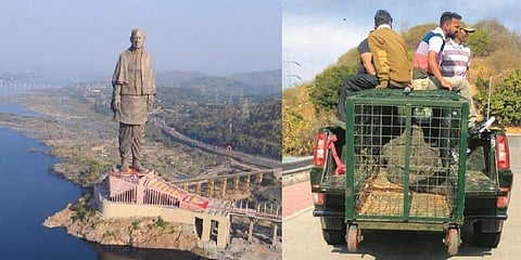 பட்டேலின் சிலையால் முதலைகளுக்கு ஆபத்து - விலங்கியல் ஆர்வலர்கள் கவலை
