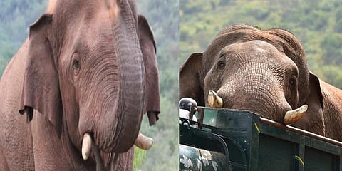 டாப்சிலிப் வனப்பகுதியில் விடப்பட்டது சின்னதம்பி யானை