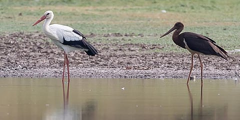 கோவையில் முதன்முறையாக தென்பட்ட அரியவகை வெளிநாட்டு பறவைகள்