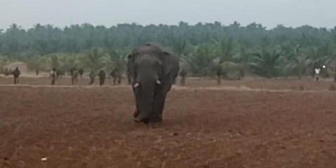 குடும்பத்தை தேடுகிறதா காட்டுயானை? முக்கோணம் பகுதியில் சுற்றும் சின்னதம்பி!