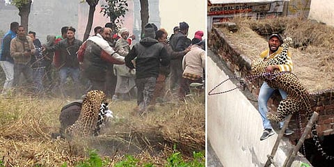 வேடிக்கை பார்த்த பொதுமக்களை ஓட ஓட விரட்டிய சிறுத்தை - வீடியோ