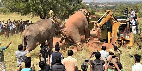 சின்னத்தம்பியை கும்கியாக மாற்றுவது சரியா? - வன ஆர்வலர் கருத்து