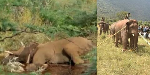 உணவின்றி 100கிமீ பயணித்ததால் மயங்கி விழுந்தது சின்னத்தம்பி