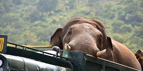 “இது வன உயிர் மேலாண்மை; ஜீவகாருண்யம் அல்ல” - சின்னத்தம்பியின் உண்மை நிலை