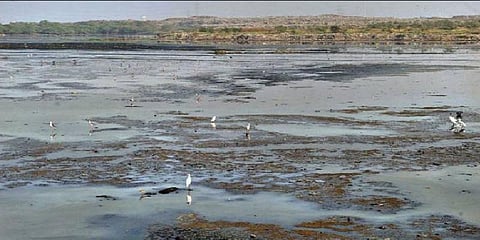 பள்ளிக்கரணை சதுப்பு நிலப் பகுதியில் அதிகளவிலான மீத்தேன் வாயு !