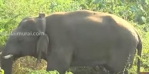 சின்னதம்பியை கும்கியாக மாற்றும் எண்ணம் தற்போது இல்லை - தமிழக அரசு