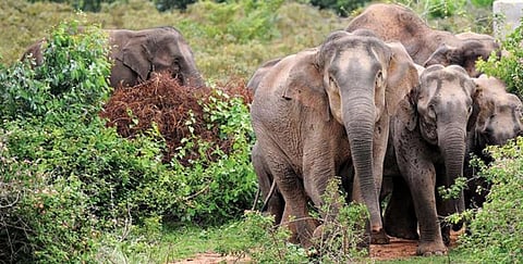 யானைகளின் வழித்தடங்களை காக்க நிதி திரட்டல் !