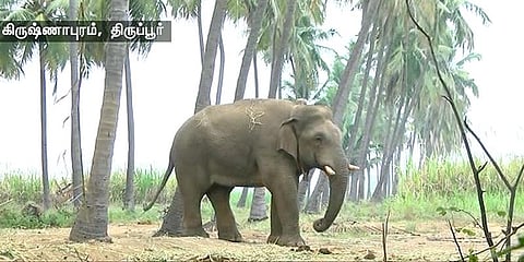 சின்னதம்பியை விரட்ட புதர் அகற்றம் : காட்டுக்குள் விரட்ட தீவிரம்