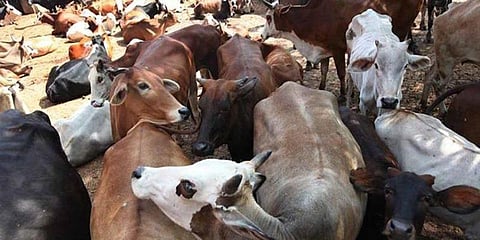 பசுவைக் கொன்றதாக தேசிய பாதுகாப்புச் சட்டத்தில் முதன்முறையாக மூவர் கைது