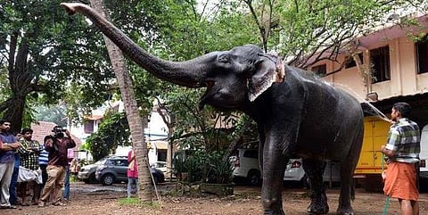 கின்னஸில் இடம்பிடித்த 88 வயது ’தாட்சாயினி’ மரணம்!