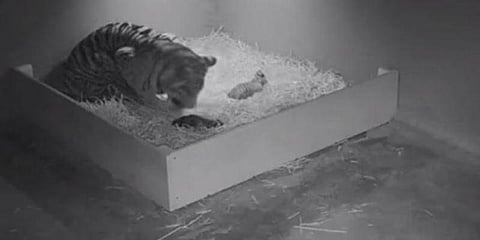 அரியவகை புலி ஈன்ற 3 குட்டிகள் - ஆவலாக காத்திருக்கும் மக்கள்