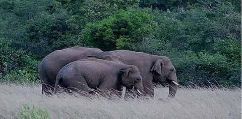 “விடாமல் குட்டி யானையை சீண்டிய நபர்” - வைரலாகும் வீடியோ