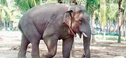 மீண்டும் விளைநிலங்களுக்குள் புகுந்த சின்னத்தம்பி யானை - விவசாயிகள் கவலை