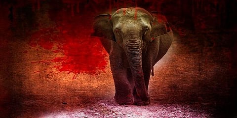 3 ஆண்டுகளில் வேட்டை, விபத்தால் 373 யானைகள் உயிரிழப்பு