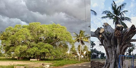 மரணத்தின் விளிம்பில் நின்ற மரத்திற்கு மறு உயிர் கொடுத்த இளைஞர்கள்