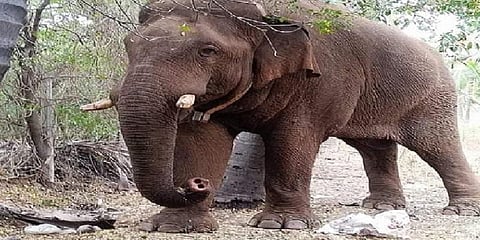 சின்னதம்பியைக் கண்டு மிரண்ட கும்கி மாரியப்பன்: மற்றொரு கும்கியை வரவழைக்க வனத்துறை திட்டம்