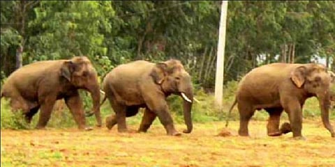 ஓசூர் வனக்கோட்டத்தில்யானைகள் ஊருக்குள் புகுவதை தடுக்க மின் கம்பி வேலிகள்