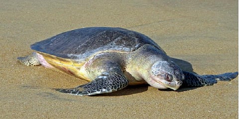 வேதாரண்யத்தில் ஆலிவ்ரிட்லி ஆமை முட்டைகள் சேகரிக்கும் பணி தொடக்கம் !