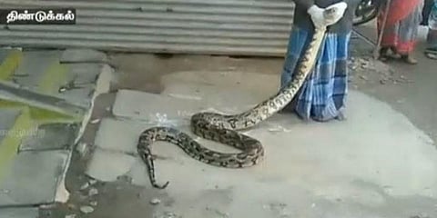 பழனி முருகன் கோயில் அருகே ராட்சத மலைப்பாம்பு - பக்தர்கள் கவலை