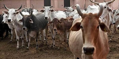 காஞ்சிபுரம் கால்நடை திருடர்களைப் பிடிக்க தனிப்படை