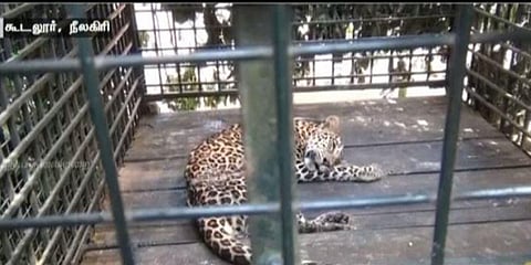 நீலகிரியில் பிடிபட்ட சிறுத்தையை வண்டலூருக்கு கொண்டு வர ஆலோசனை