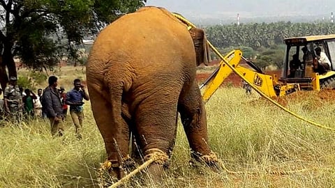 “சின்னத்தம்பியை முகாமிற்கு அனுப்புவதை தவிர வேறு வழியில்லை” - வனத்துறை