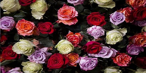 ஓசூரில் இருந்து வெளிநாடுகளுக்கு ஏற்றுமதியான 1 கோடி ரோஜாக்கள்!