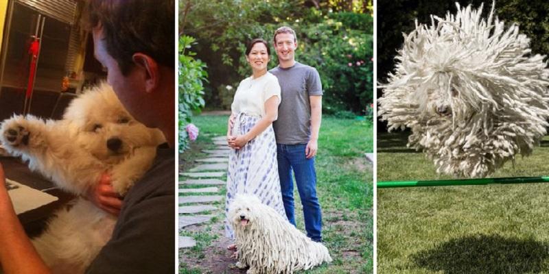 “வாட்ஸ் அப் டீலை முடித்தது என் நாய்தான்”- மார்க் ஜூகர்பெர்க்