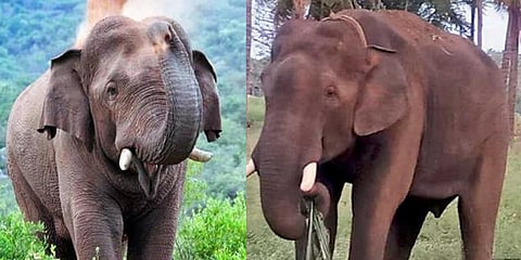 விளையாட்டு காட்டி பொதுமக்களை மகிழ்வித்த சின்னத்தம்பி !