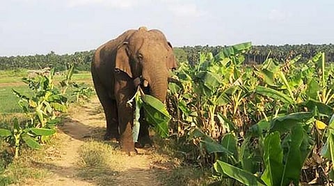 சின்னத்தம்பியை பிடிக்கும் முயற்சியில் களமிறங்கிய வனத்துறை !