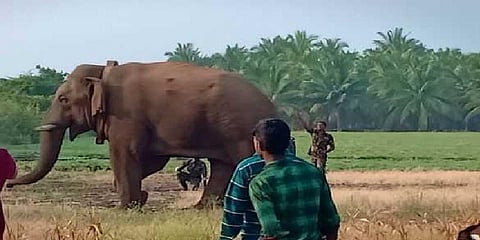 சின்னதம்பியால் ஏற்பட்ட சேதத்துக்கு இழப்பீடு வழங்கப்படும் - ஆனைமலை புலிகள் காப்பக கள இயக்குனர்