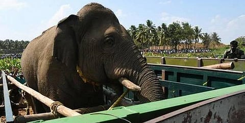 டாப்ஸிலிப் பயிற்சிக் கூண்டில் ’சின்னதம்பி’!