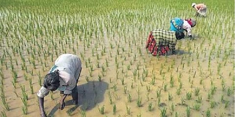 காஞ்சிபுரத்தில் சிறு விவசாயிகள் ரூ.6 ஆயிரம் பெற விண்ணப்பிக்க இன்றே கடைசி நாள்