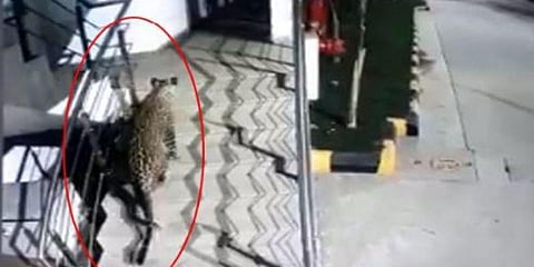 வணிக வளாகத்திற்குள் நுழைந்த சிறுத்தை : வைரல் வீடியோ