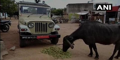 லஞ்சம் கேட்ட தாசில்தார், ஜீப்பில் எருமையை கட்டிய விவசாயி!