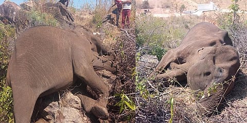 தண்ணீர் இன்றி அலைந்த பெண் யானை : பாறையில் மயங்கி பரிதாப பலி