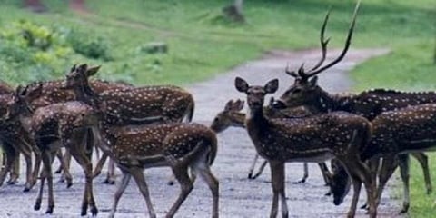 சாலைகளில் திரியும் மான்கள் : வனப்பகுதியில் விட மக்கள் கோரிக்கை