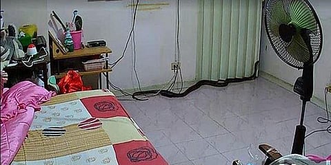 தூங்கும் மூதாட்டியை கடித்த பாம்பு : வெளியான சிசிடிவி காட்சிகள்