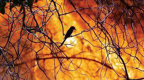 காட்டுத் தீயினால் சாம்பல் காடான பந்திப்பூர் !