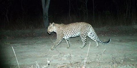 கன்றுக்குட்டியை அடித்துக்கொன்ற சிறுத்தை - அச்சத்தில் மக்கள்